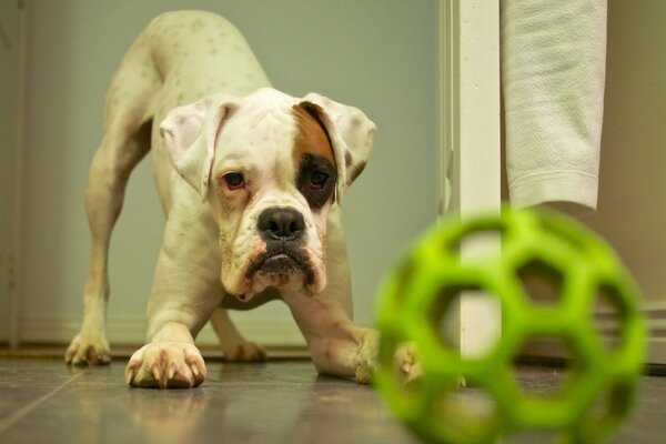 Dog plays with balls at home
