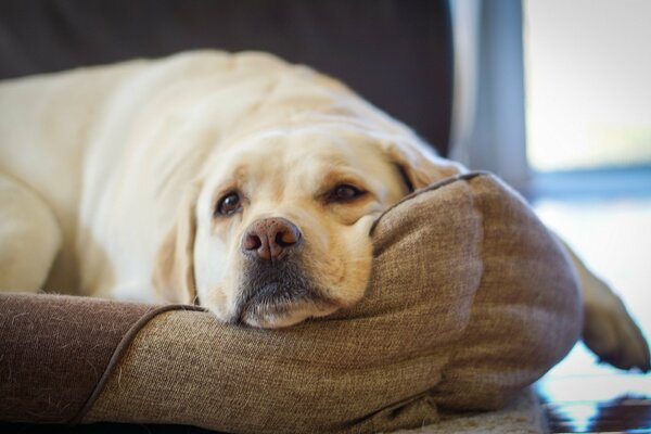 El perro se acuesta y descansa en casa cuando el dueño saltó el pobre