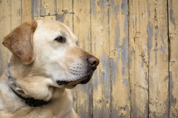 El perro espera a su dueño cuando sale del trabajo