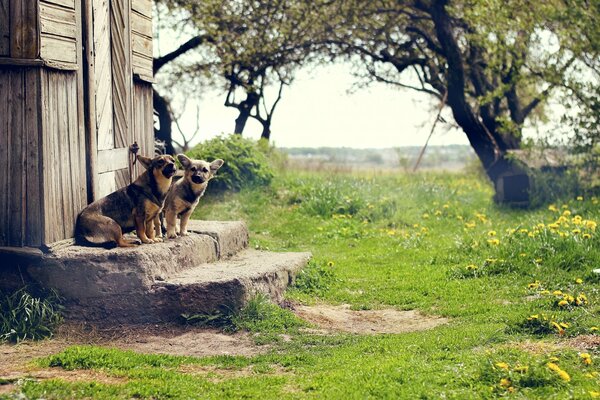 Auf der Veranda saßen zwei Hunde