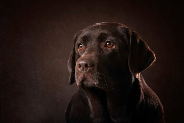 Black dog in a black photo