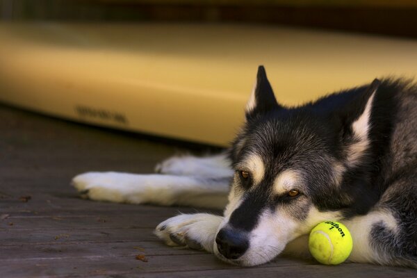 The dog next to the ball