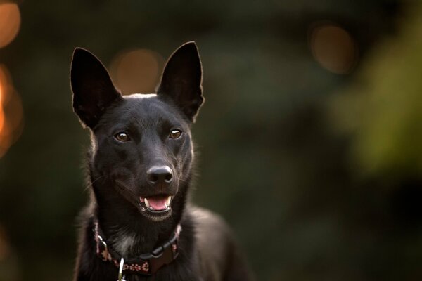 Schwarzer Hund mit ungläubigem Blick