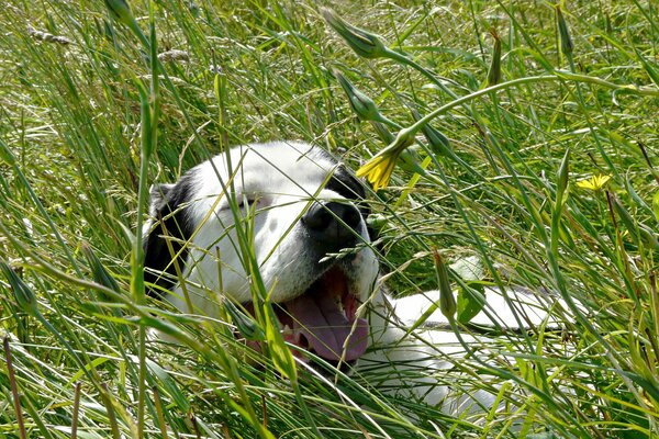 Der Hund liegt im Sommer in der Natur