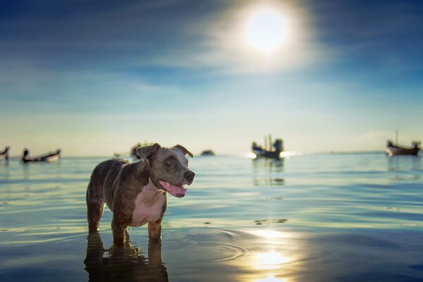Ein Hund, der im Abendmeer badet