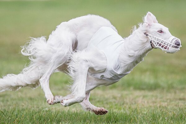 Course de chien, chien blanc