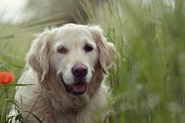 Weißer Hund auf Wiese und Blume