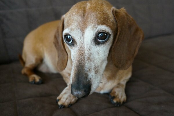 La mirada de Dachshund toca el alma