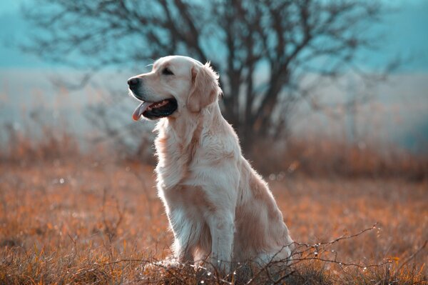 Labrador patrzący w dalekie odległości