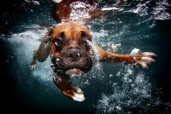 Der Hund schwimmt unter Wasser und lässt Blasen platzen