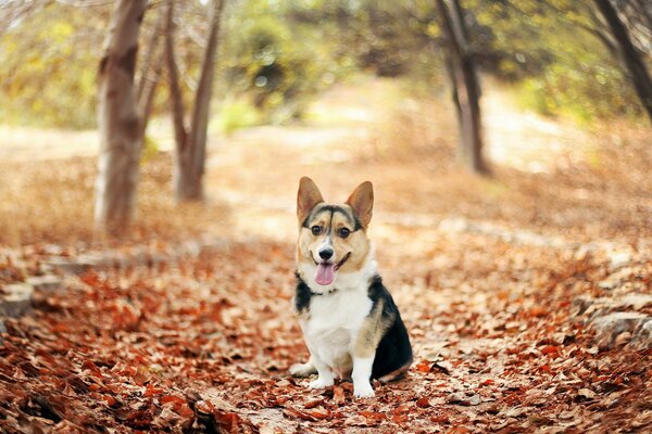 Słodkie Corgi w jesiennym lesie