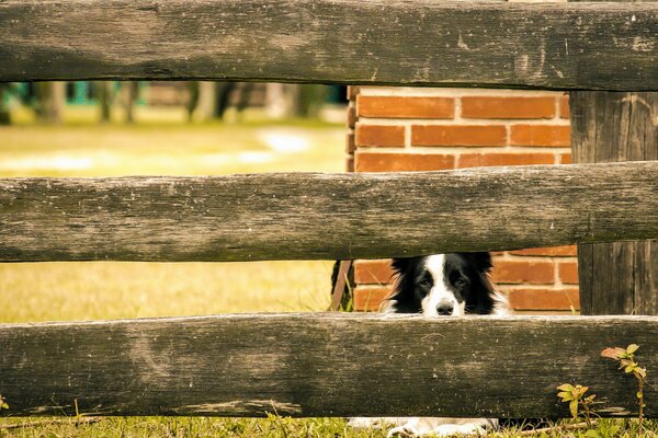 Schwarzer und weißer Hund, der am Zaun sitzt