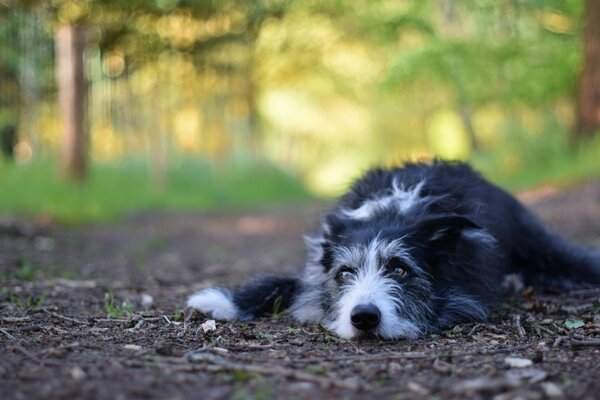 Der treueste Blick eines liegenden Hundes