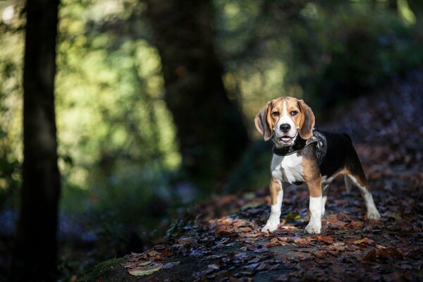 Spaziergang mit dem Hund durch den Herbstpark