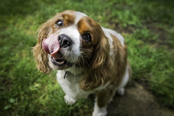 Perro divertido se lame sentado en la hierba