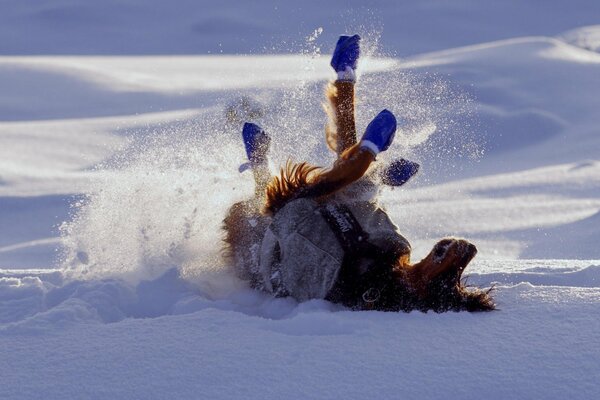 A dog in boots is lying in the snow