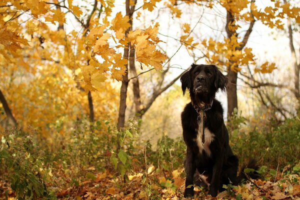 Chien noir assis sur des feuilles jaunes