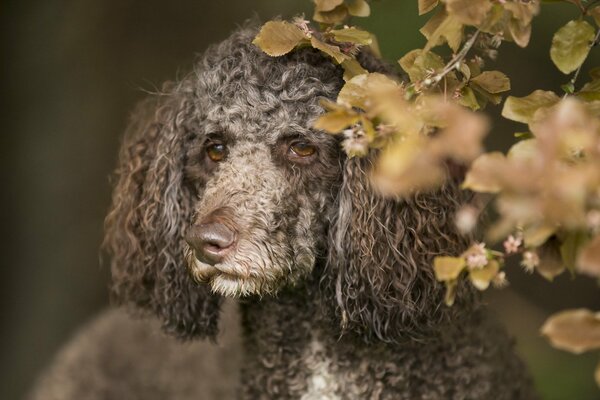 A poodle dog with brown eyes