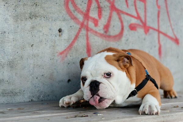 White-red dog on the background of graffiti