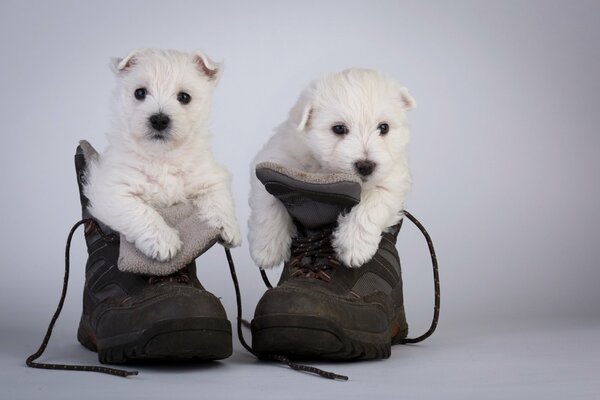 Photo mignonne de petits chiots