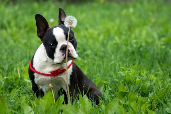 Chien assis dans l herbe et deux pissenlits