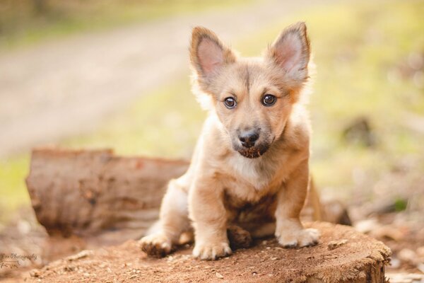 The devoted look of a little red puppy