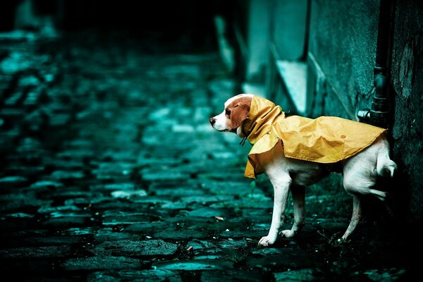 Perro blanco en chaqueta de lluvia naranja