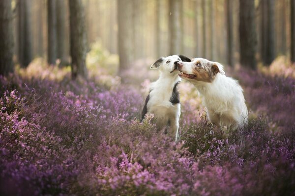 Dogs are friends in the forest
