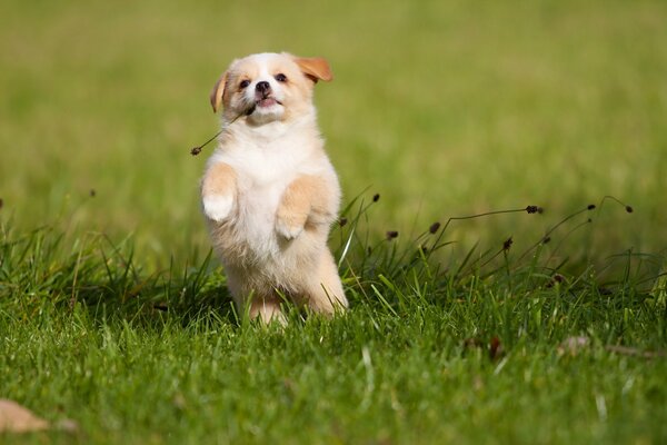 Cucciolo allegro che corre sull erba