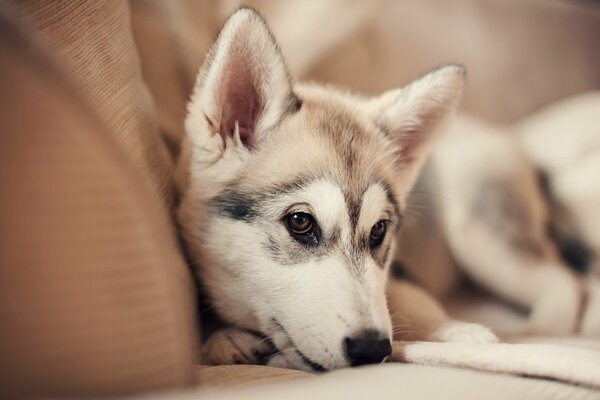 Brooding dog on the couch