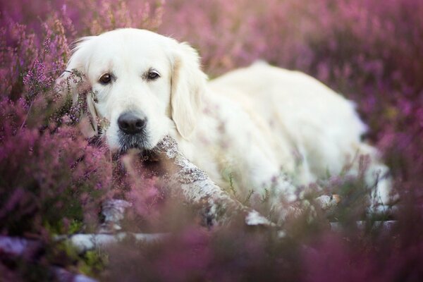 Cane su uno sfondo di fiori lilla