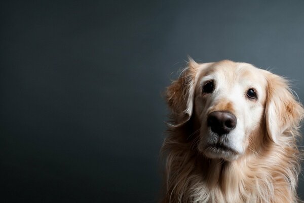 The smart look of a four-legged friend
