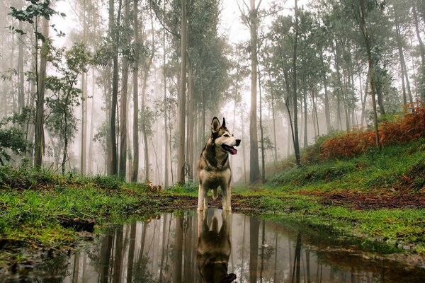 Hund steht in einer Pfütze im Wald