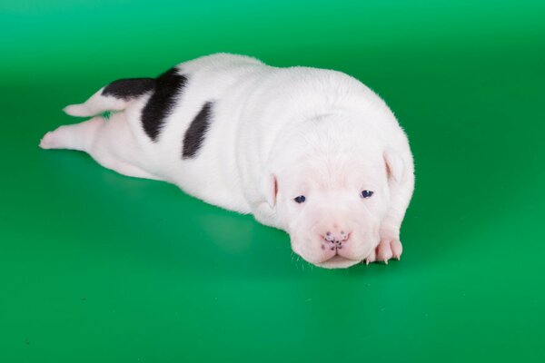 Chiot AmStaff couché sur fond vert