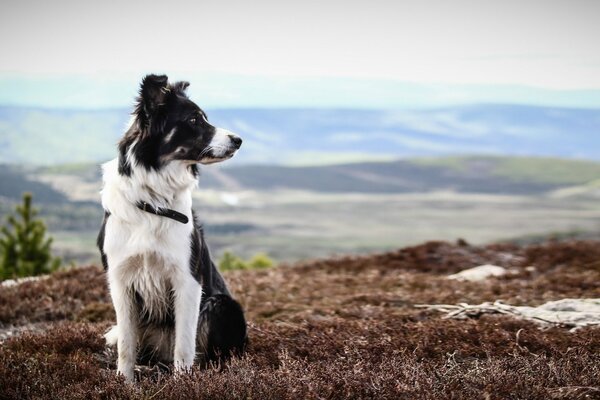 Il cane guarda in lontananza dalla cima della montagna