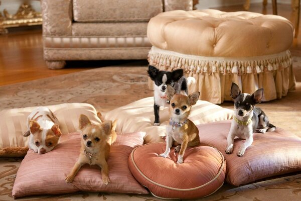 Little chihuahuas are lying on pillows