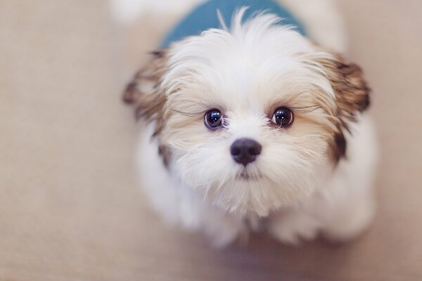 Cute dog looks at his friend