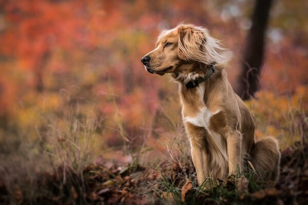 Chien dans le feuillage d automne