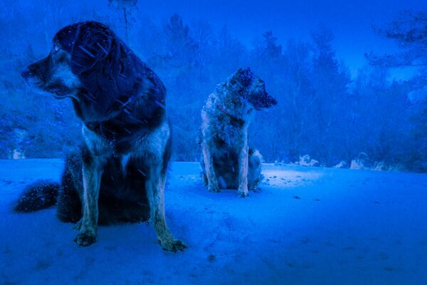 Frozen dogs on a frosty winter background