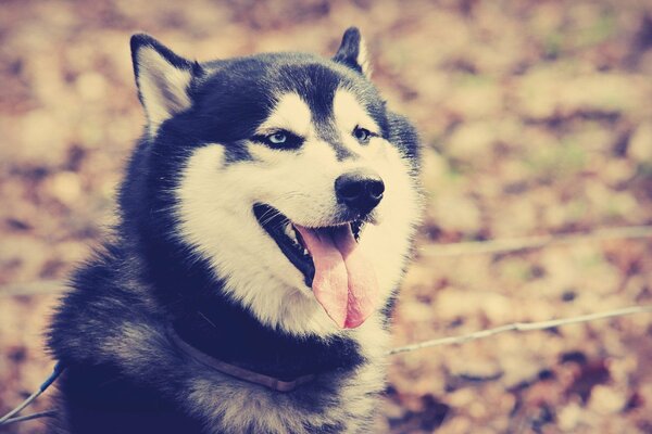 Husky dagli occhi azzurri in una passeggiata autunnale che sporge la lingua