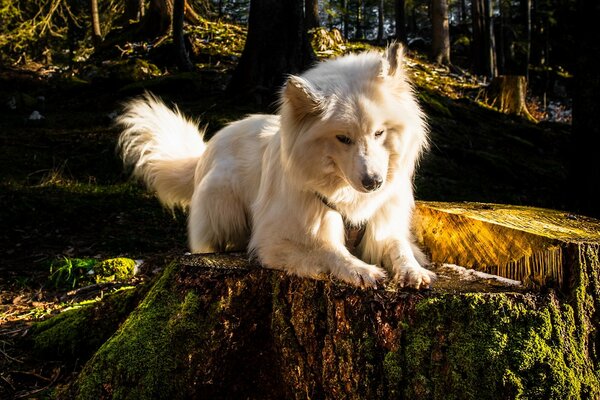 Chien blanc dans la forêt sur la souche