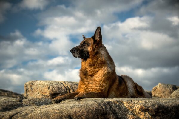 Deutscher Schäferhund Blick auf Himmelshintergrund