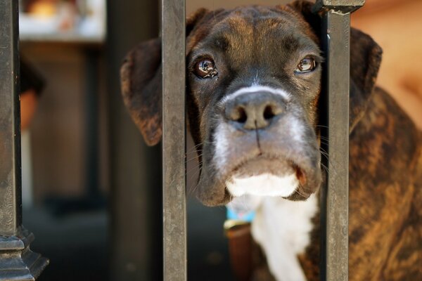 Sguardo triste del cane attraverso la recinzione