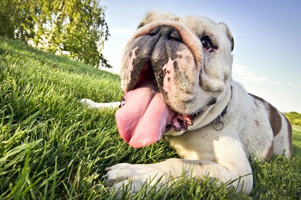 The dog is lying on the grass under the sun