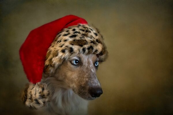 Ein Hund mit blauen Augen in einem roten Hut
