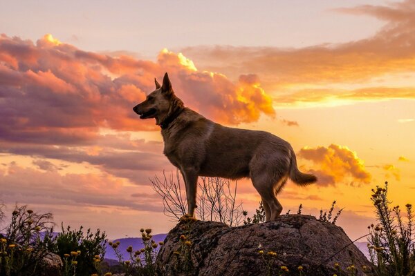 Der Blick des Hundes auf einen Freund
