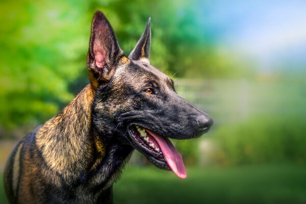 El hocico de un perro con la lengua sacada