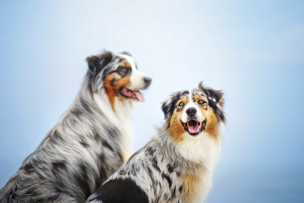 Deux chiens sur fond bleu