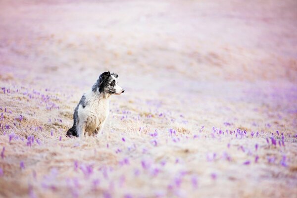 Hund sitzt auf einer Blumenwiese