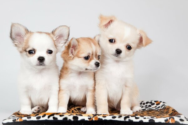 Cute puppies are looking for friends